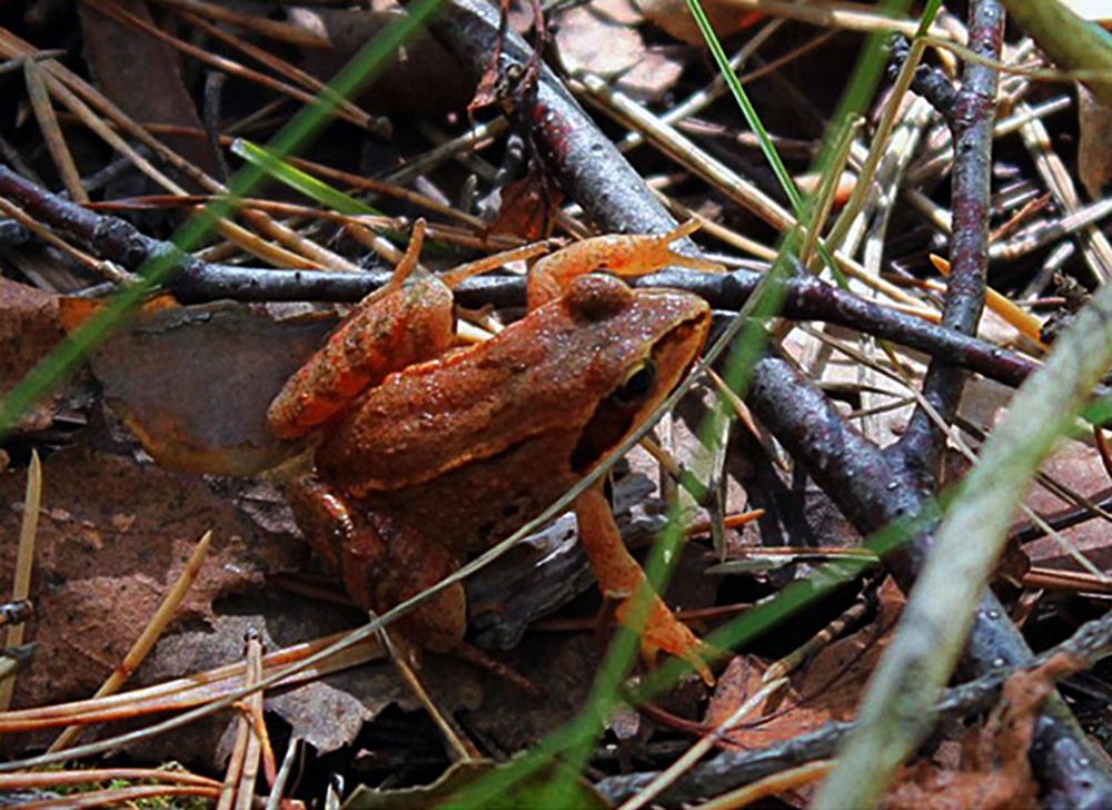 Photograph by Людмила Павловна