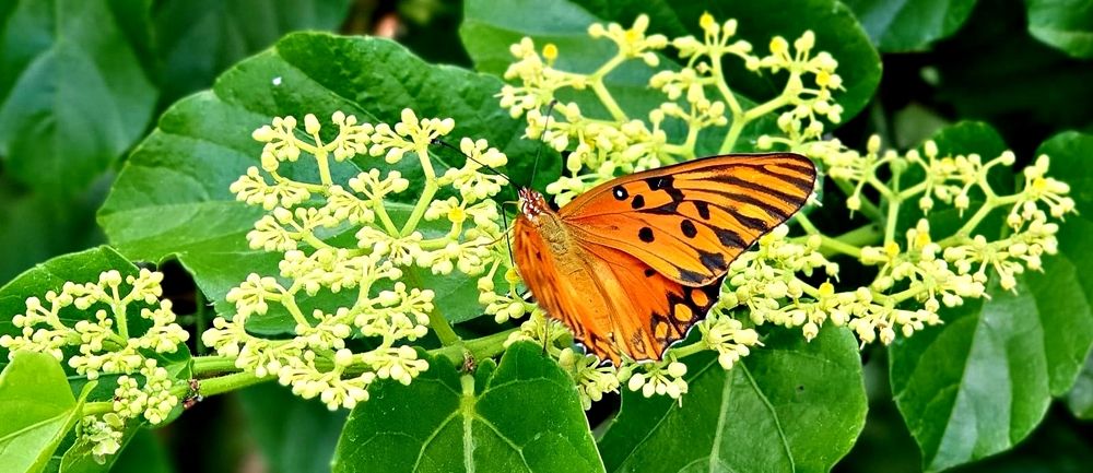 Photograph by Régis Santos