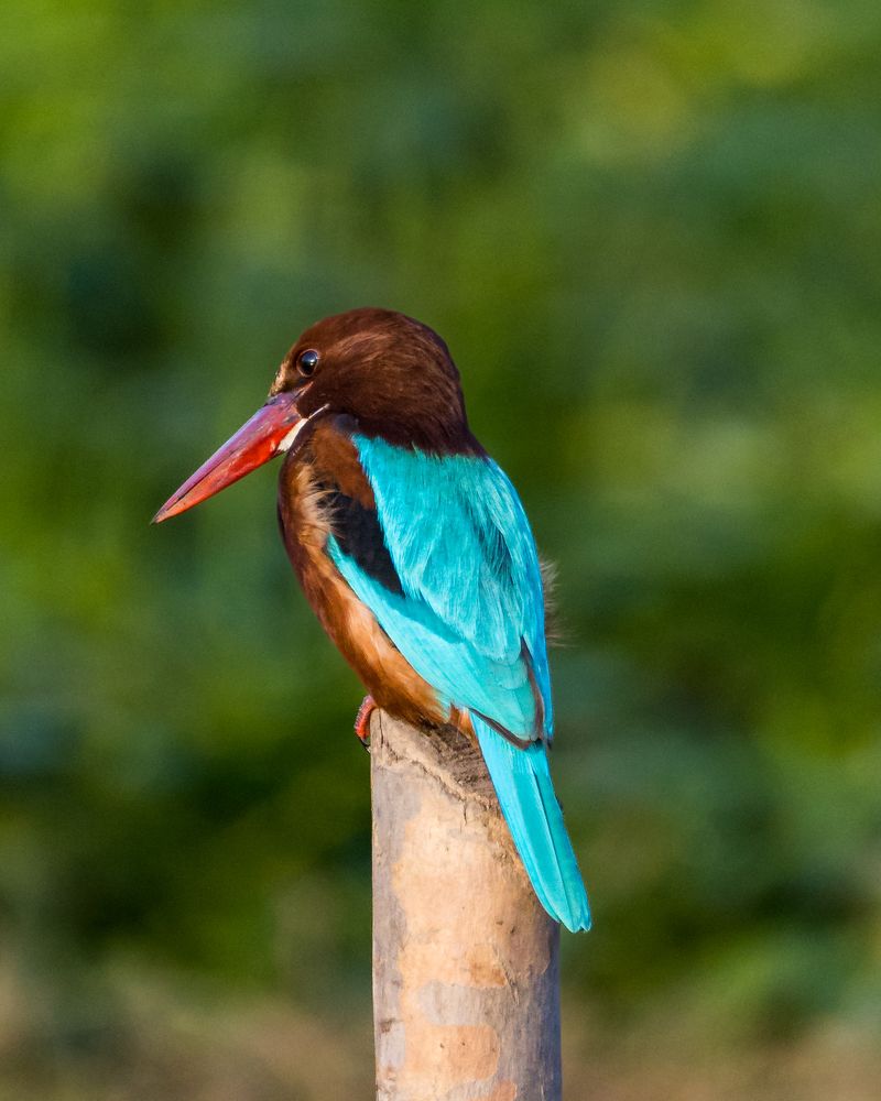 Photograph by RITVIK BHARDWAJ