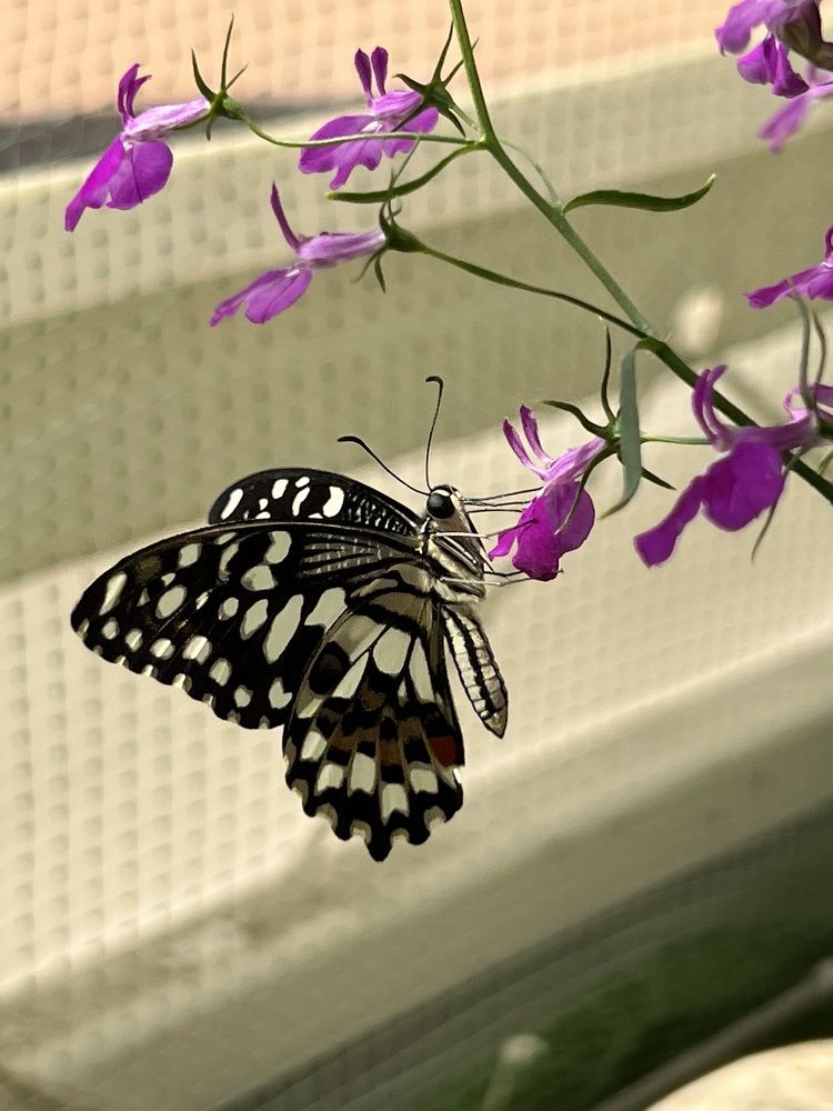 Photograph by Елена Змейкова