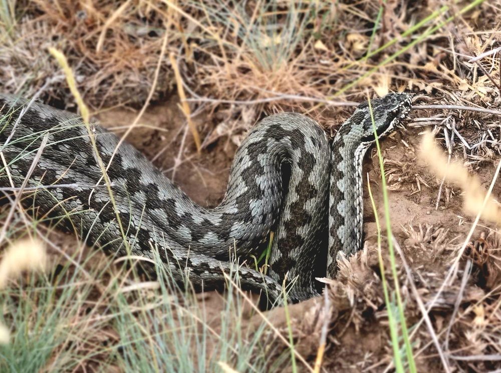 Photograph by Наталья Анисимова