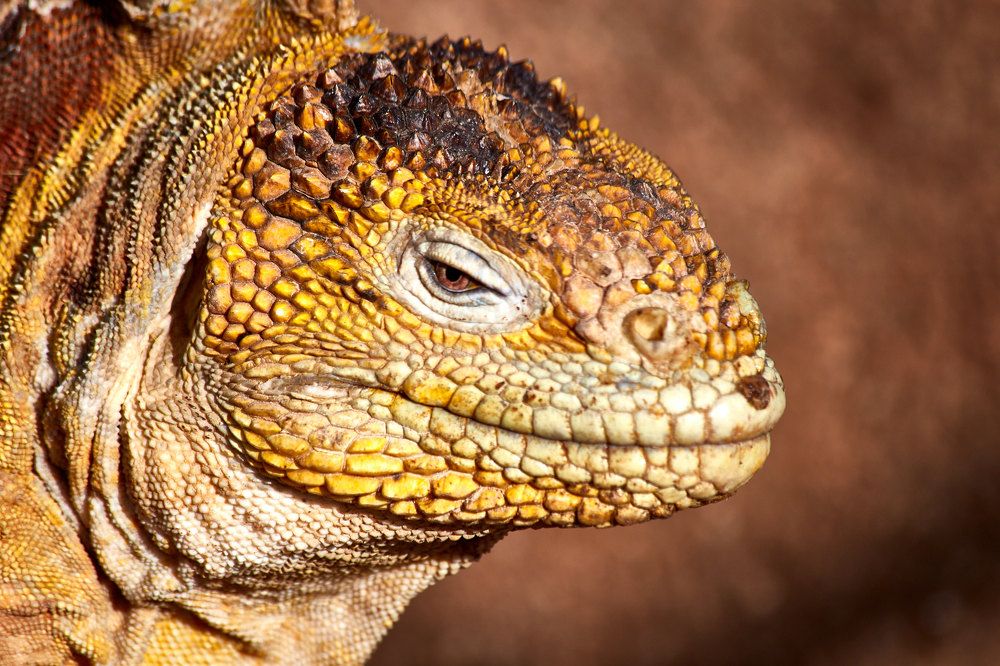 Фотография автора Ron Niv