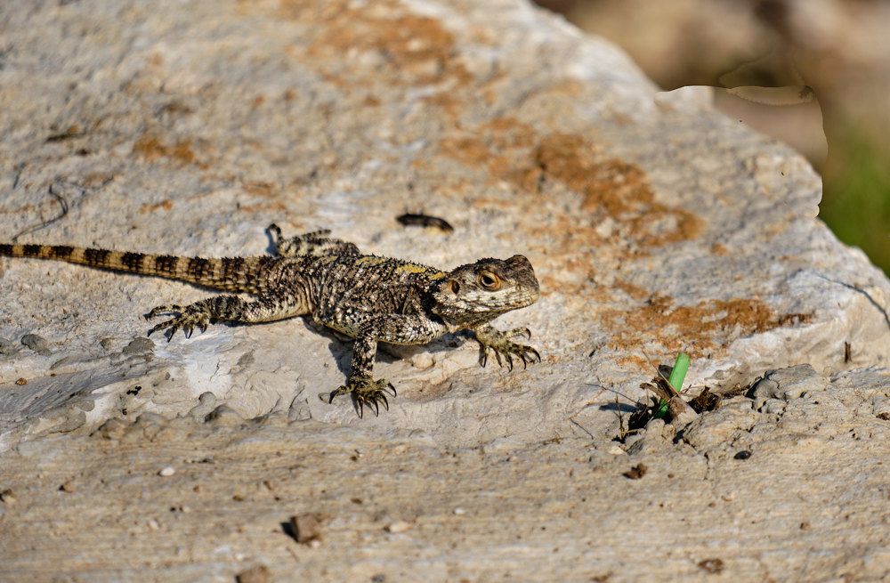 Фотография автора Ron Niv