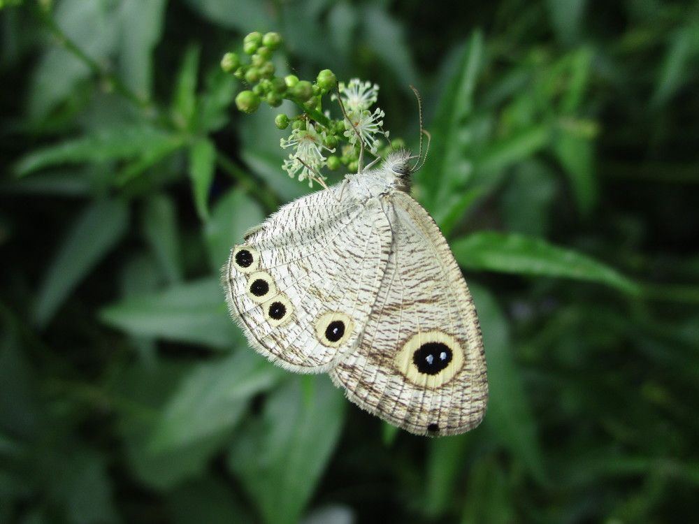 ID: Butterfly Closeup