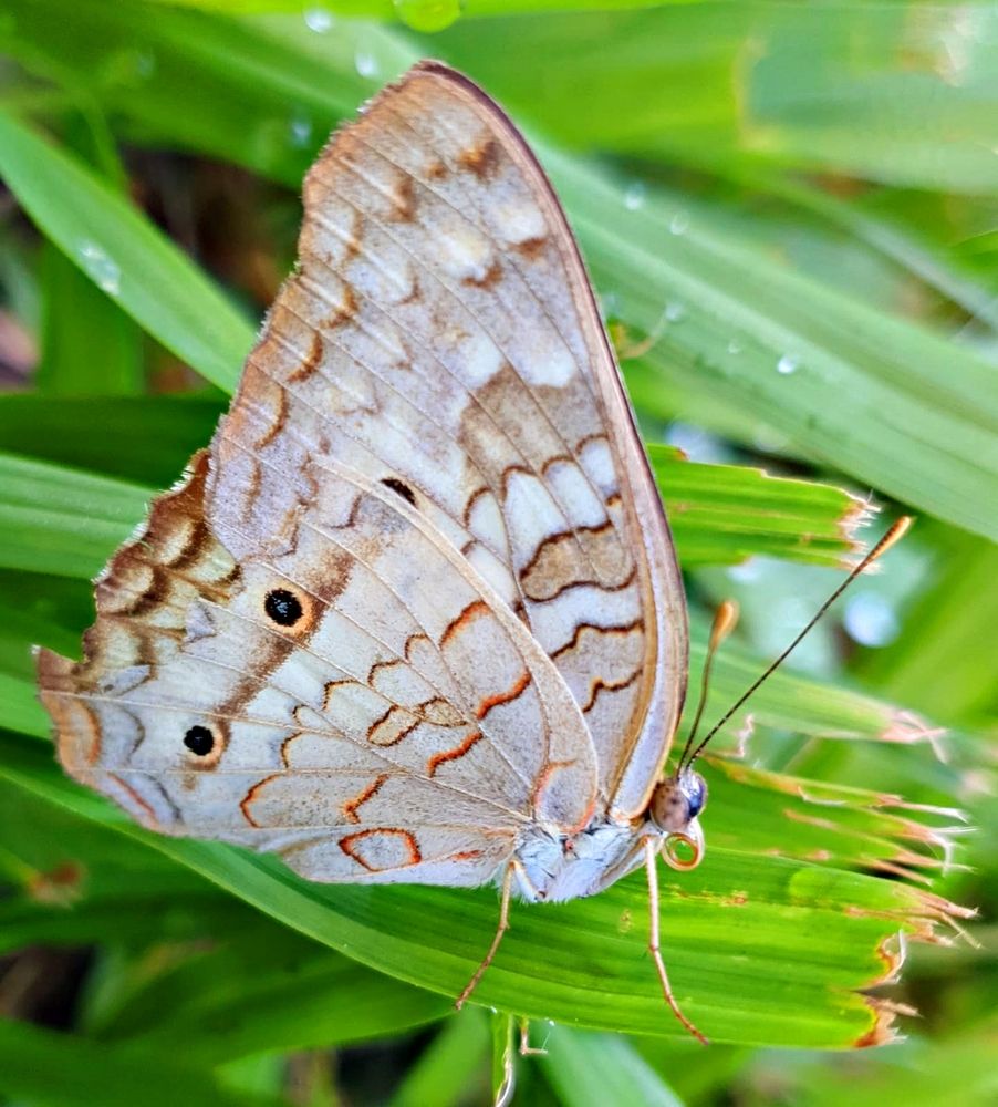 Photograph by Régis Santos