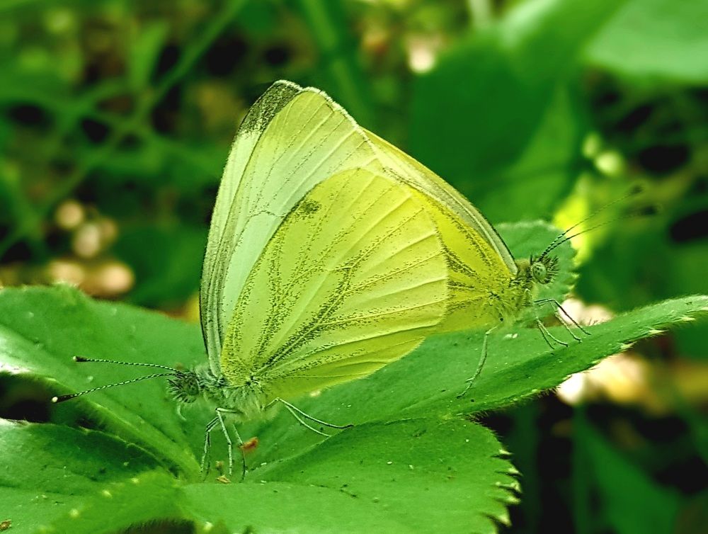 Photograph by Наталья Анисимова