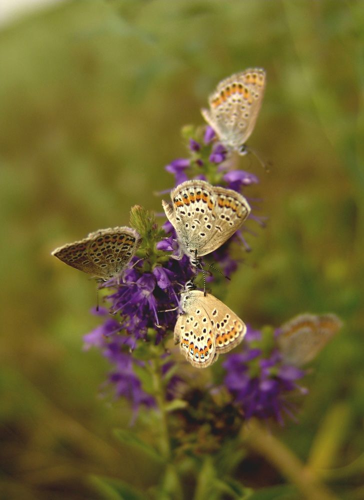 Живой цветок