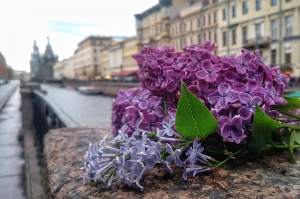 Там шепчутся белые ночи