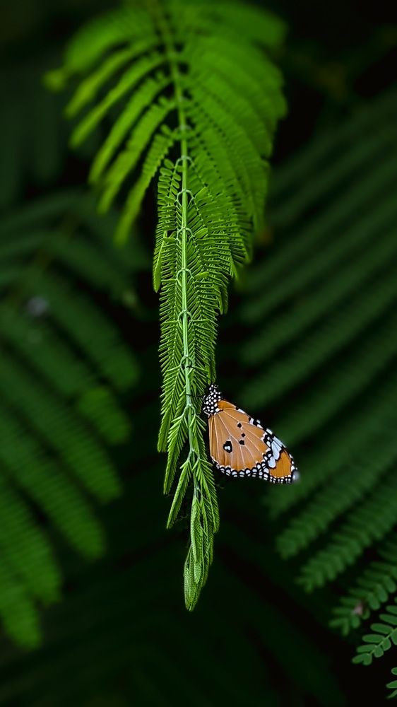 Photograph by Pranesh Muralidharan