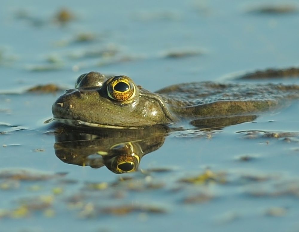 Photograph by Наталья Анисимова