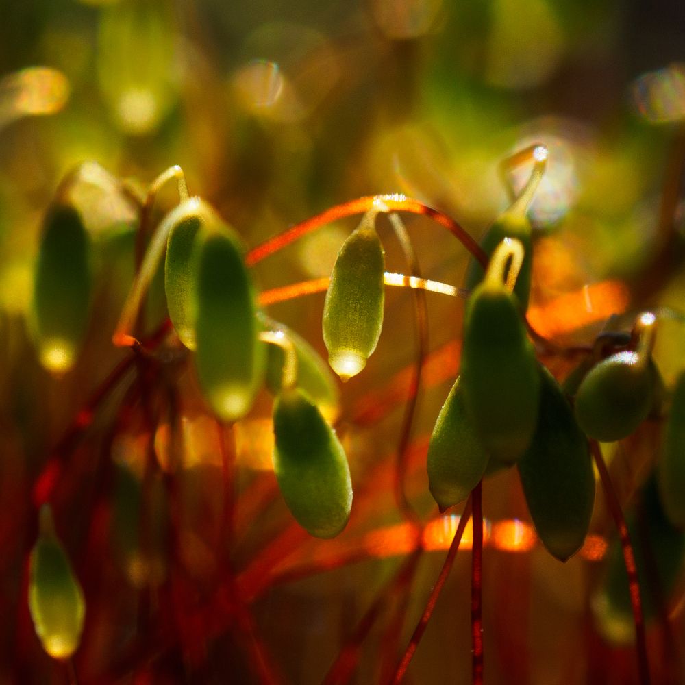 Photograph by Азат Кадиров