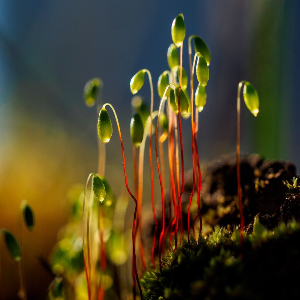 Photograph by Азат Кадиров