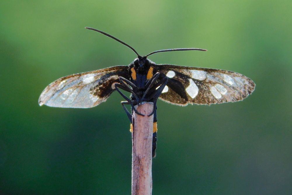 Photograph by Сергей Чеченов