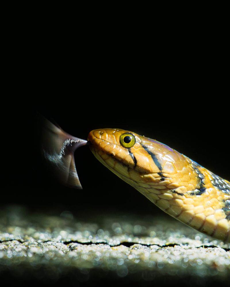 Фотография автора Anandhu M