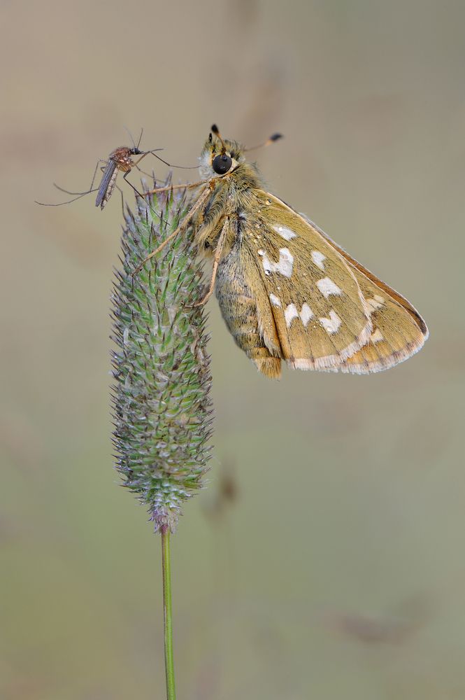 Не плачь девчонка.