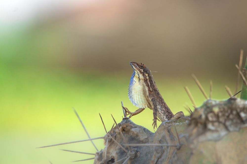 Fan throated display