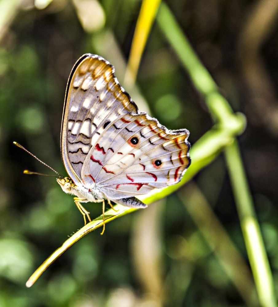 Photograph by Régis Santos