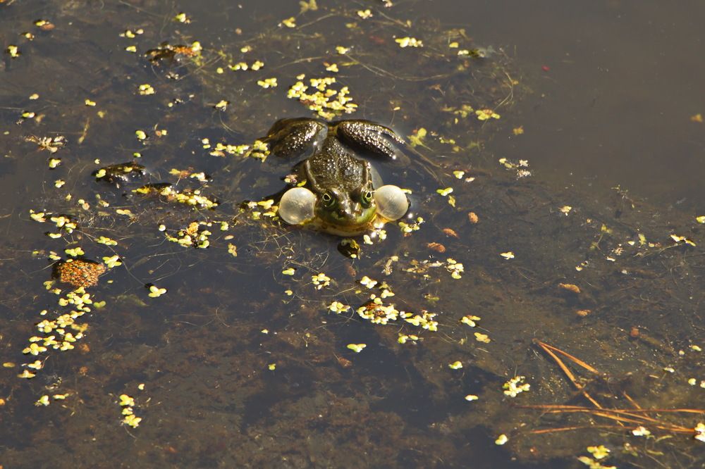 Фотография автора Анатолий Борисов