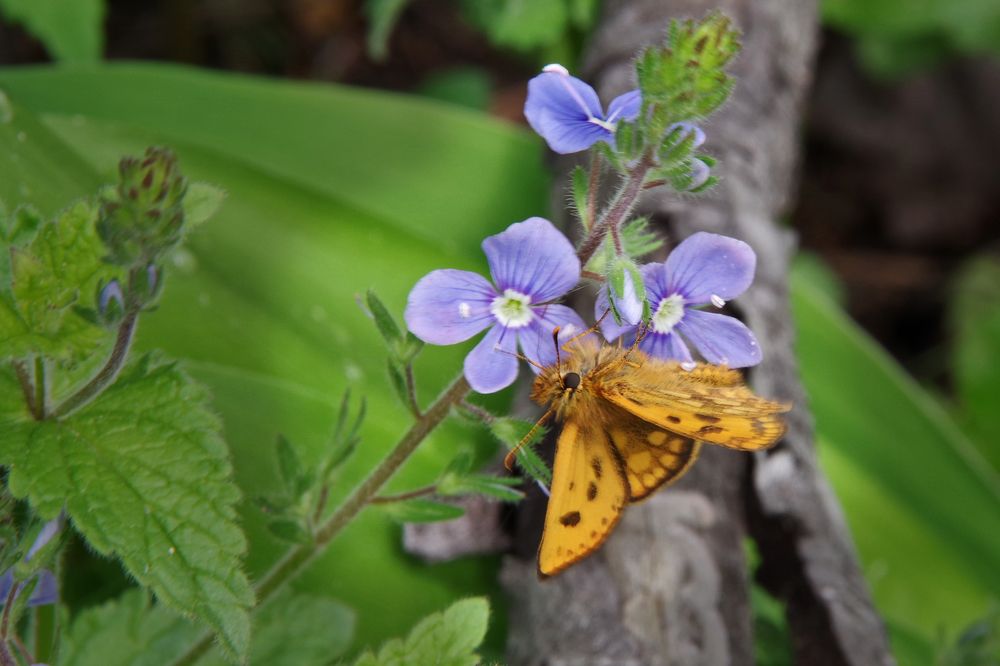 Photograph by Елена Щитова