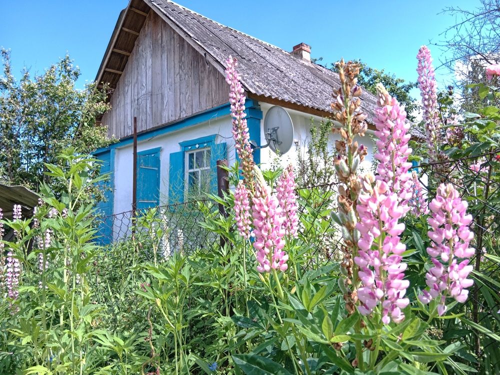 Люпины у дома