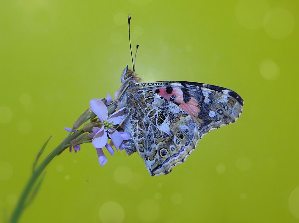 Фотография автора Ali Shahbazi