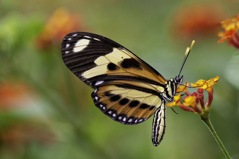 Photograph by Andre Miranda