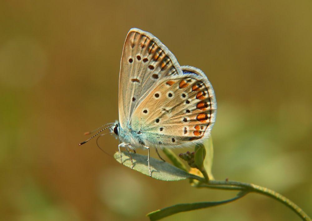 Фотография автора Сергей Кульков