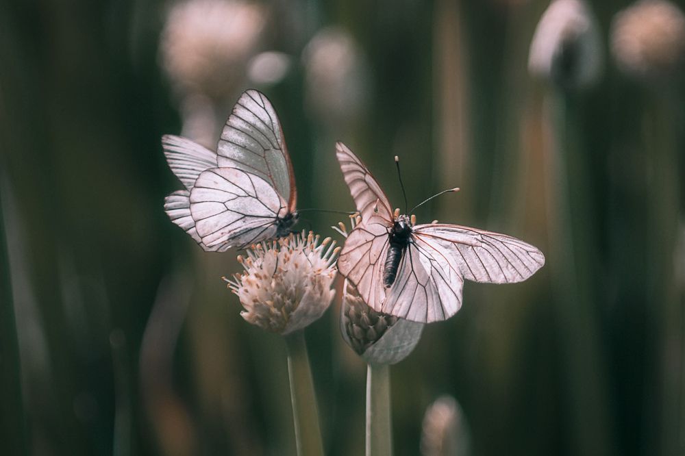 Photograph by Анастасия Глазюк