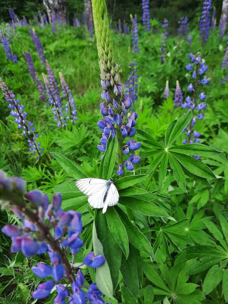 Photograph by Юлия Меркулова
