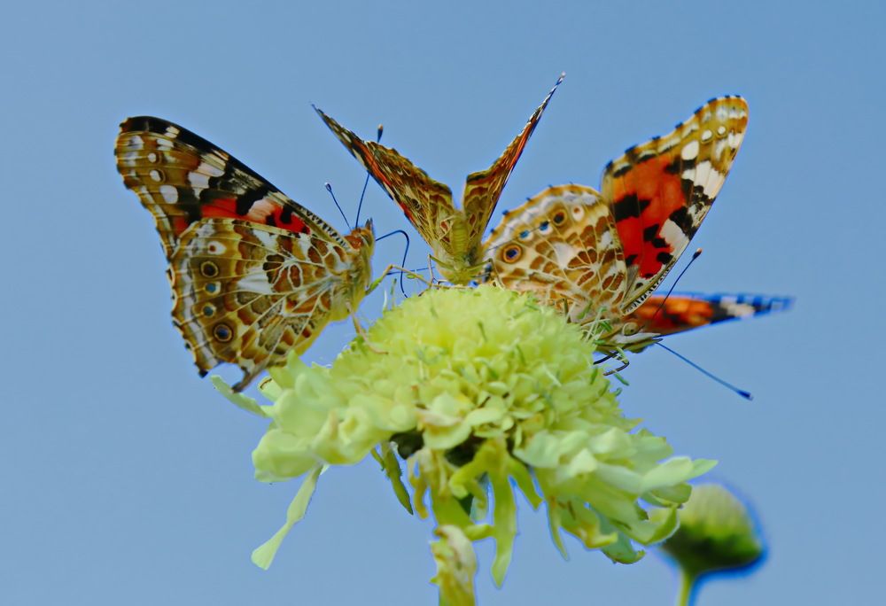 Три грации.