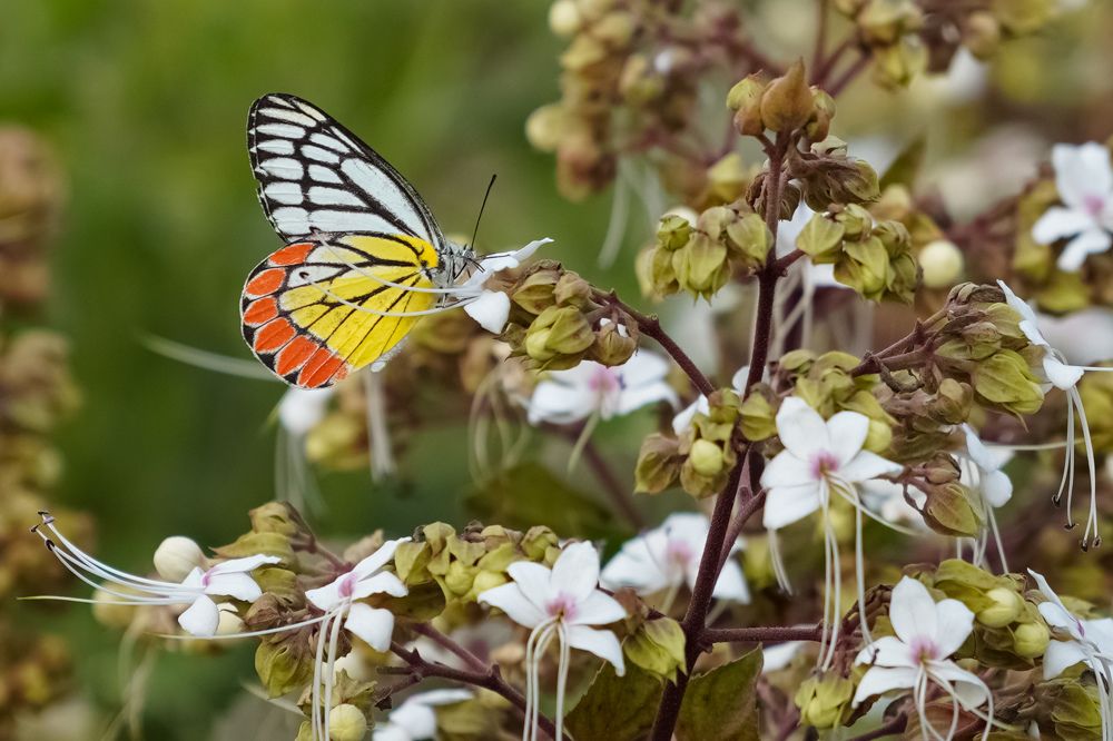 Photograph by Sanyat Turjo