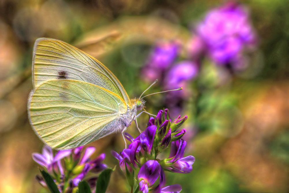 Photograph by Omid Mirshamsi