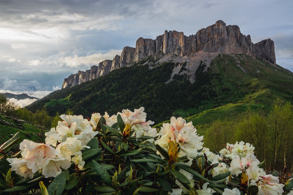 Рододендроны