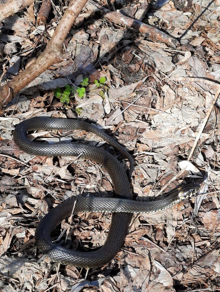 Photograph by Ирина Кошлюнова