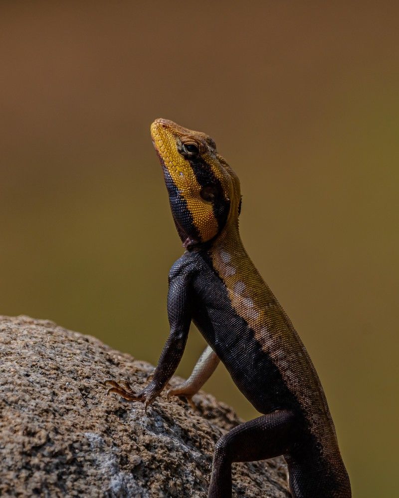 Photograph by Prem Madhavan