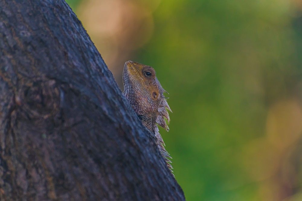 Reptiles