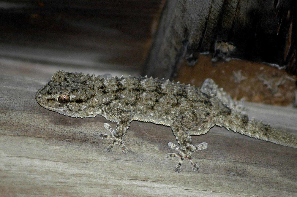 Photograph by JOSE LIMA RODRIGUES