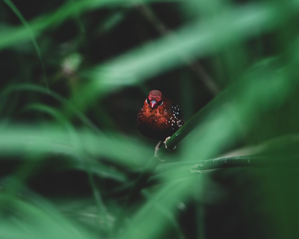 The Magnificent Avadavat aka Munia