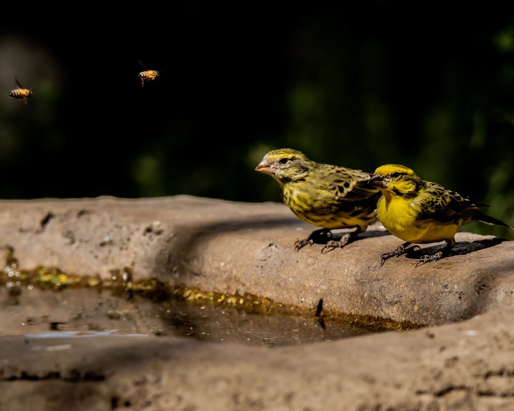 Harmony in Flight: A Serenade of Canaries and Honey Bees