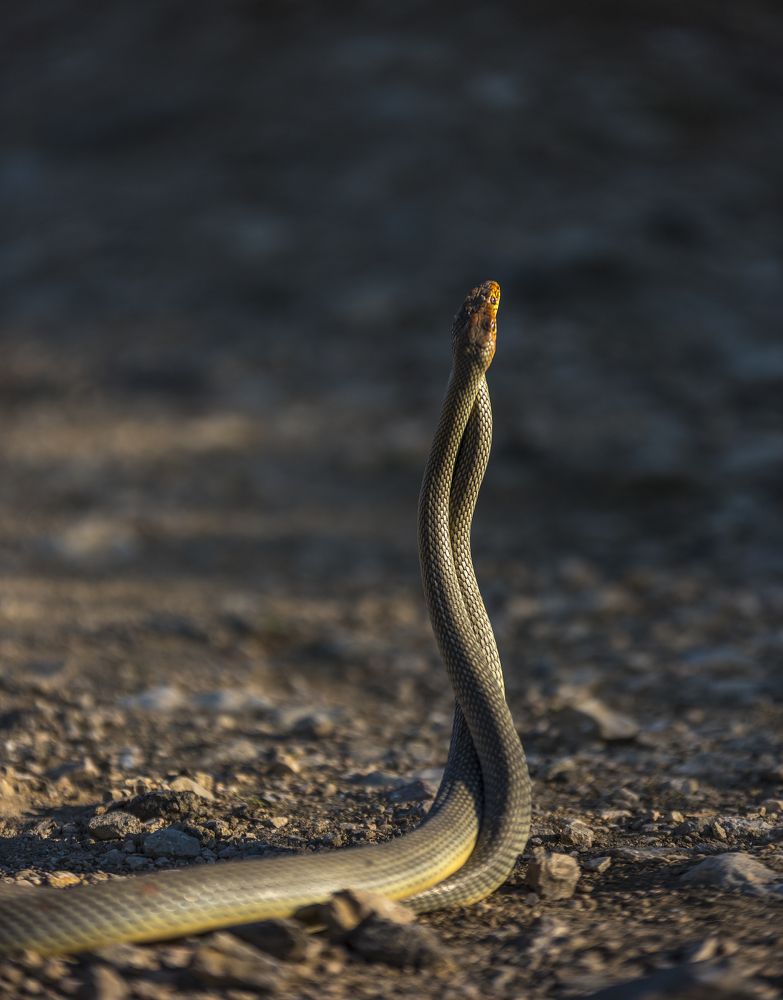 Photograph by Sergey Lexin