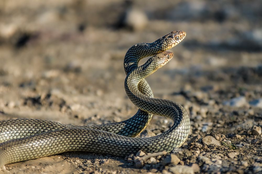 Photograph by Sergey Lexin