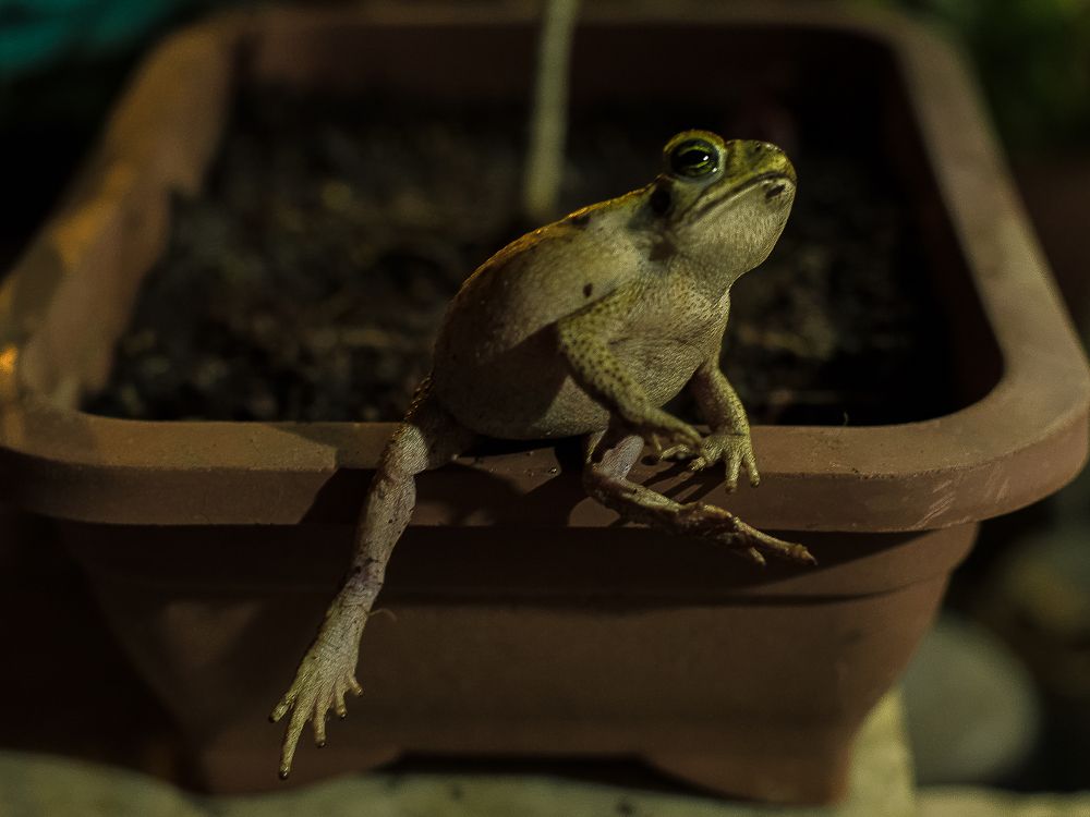 Photograph by Frederico Molini