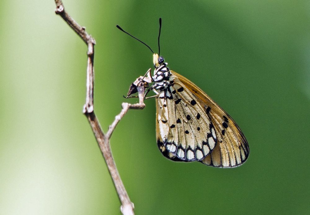 Фотография автора JONI HIDAYAT