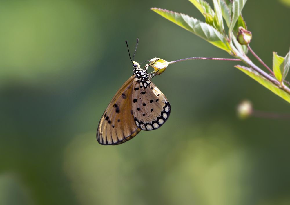 Фотография автора JONI HIDAYAT