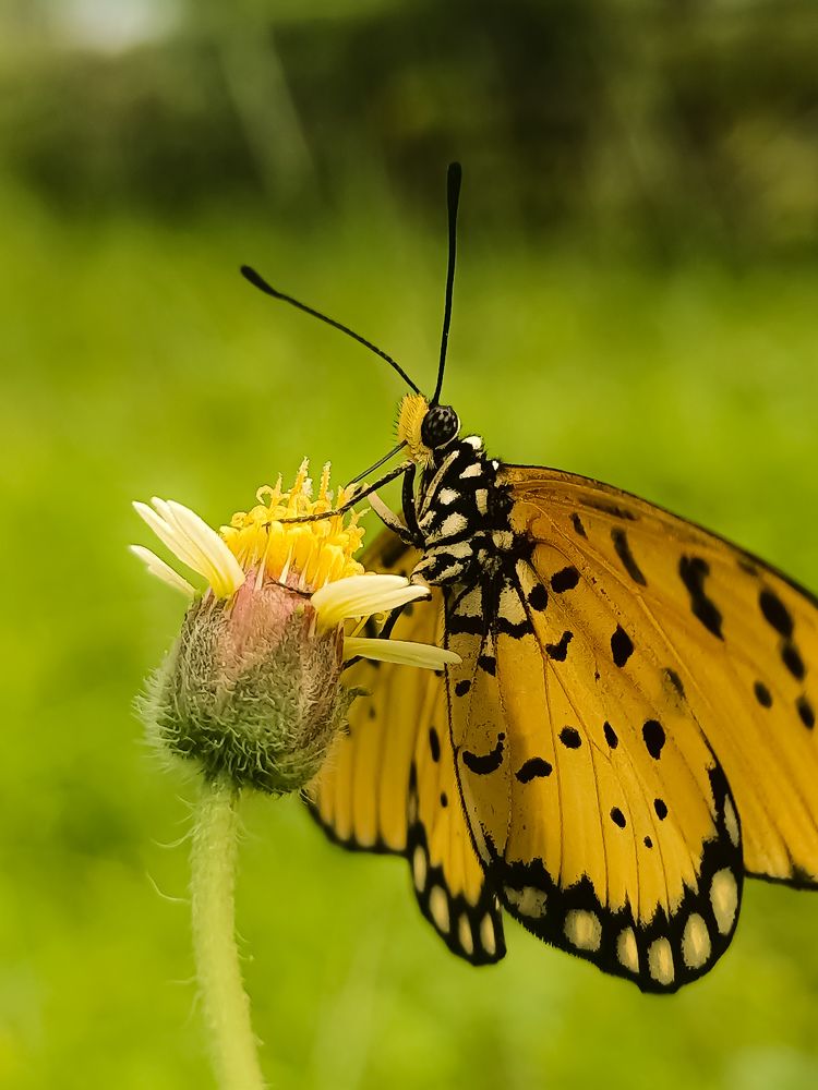 Photograph by Suryati Yati