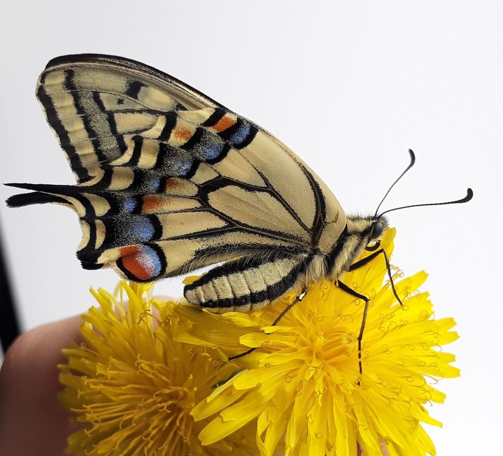 Photograph by Кристина Присяжная