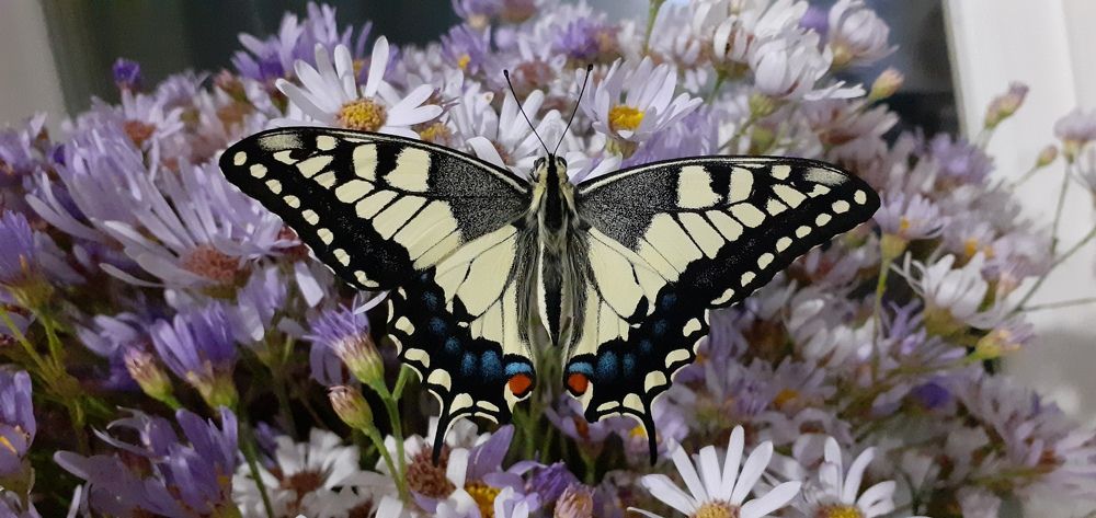 Photograph by Кристина Присяжная