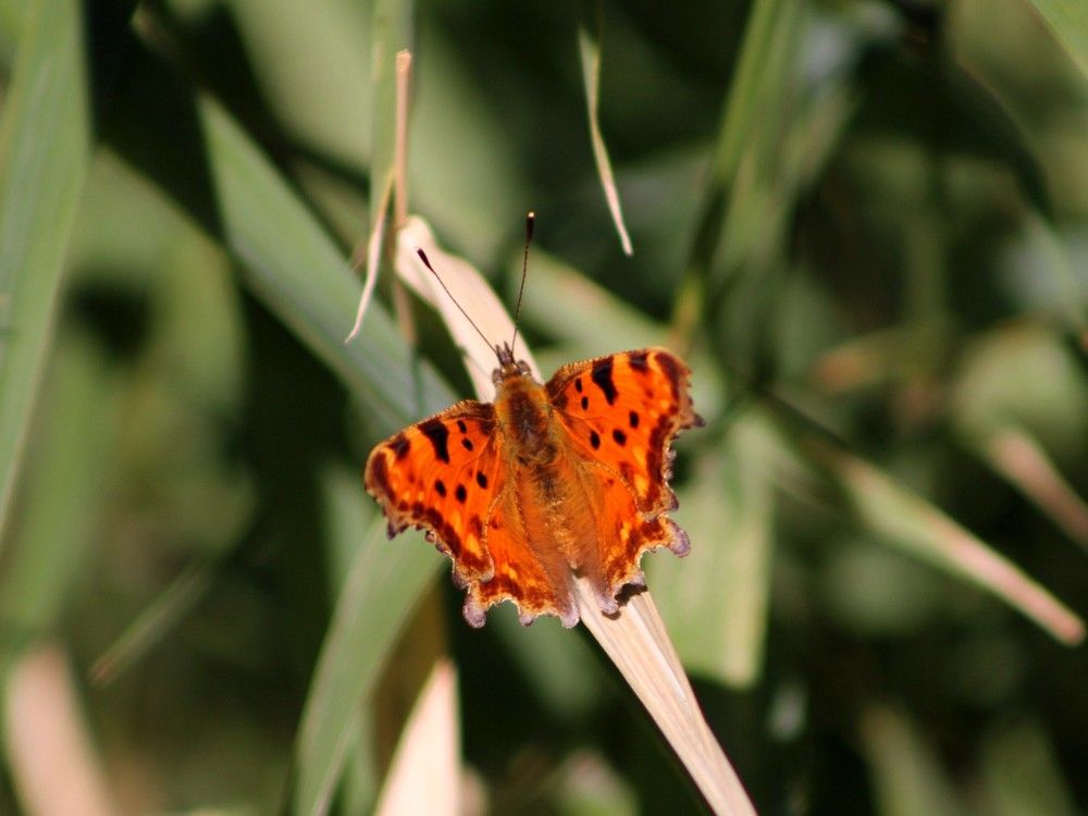 Photograph by Елена Глухарева