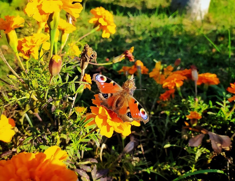 Photograph by Ирина Половцева