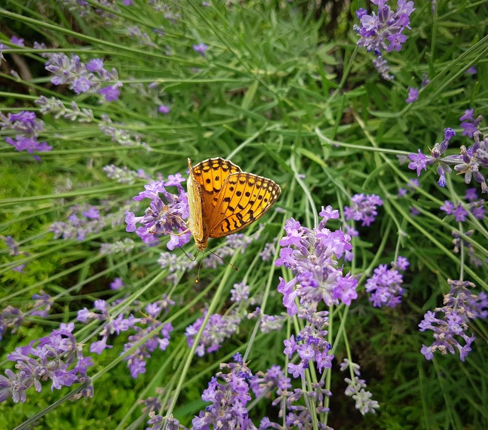 Photograph by Ирина Половцева